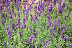 Lavendel_2.JPG